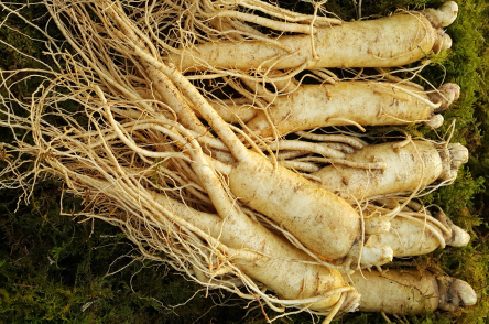 명삼원 수삼 이미지