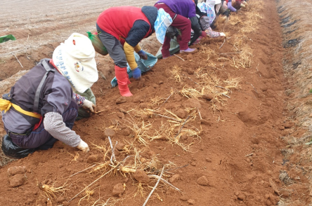 명삼원 수삼 재배하고 있는 모습